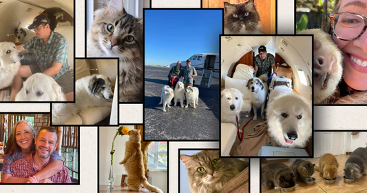 From Tennessee to Panama: How One Couple Moved Mountains (and Seven Pets) to Follow Their Hearts